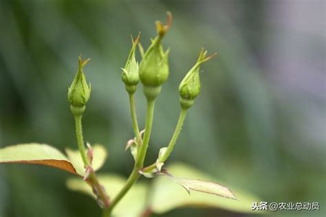 家裡可以種玫瑰花嗎